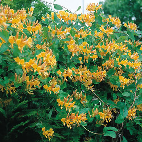 Lonicera Tellmanniana (9cm)