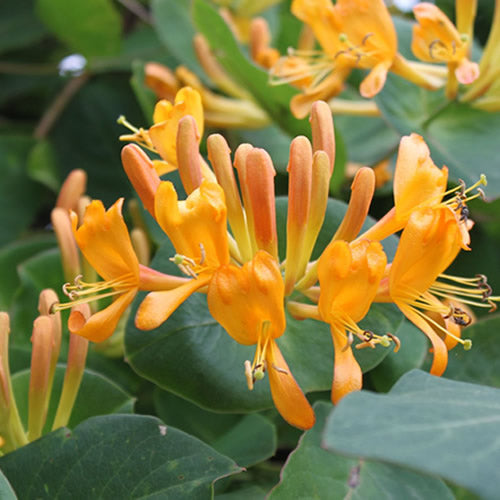 Lonicera Tellmanniana (9cm)