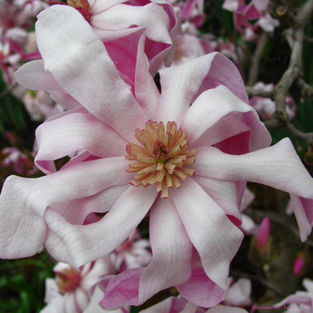 Magnolia Rosea (9cm)