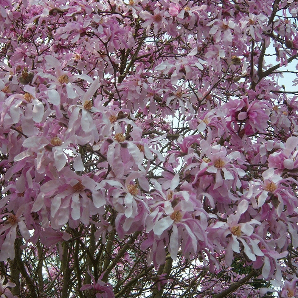 Magnolia Rosea (9cm)