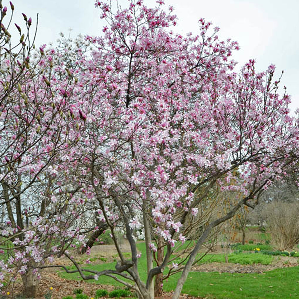 Magnolia Rosea (9cm)