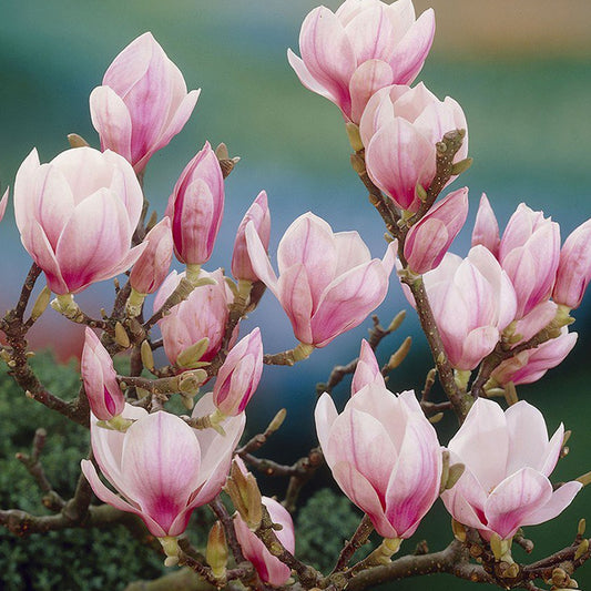 EU Magnolia Soulangeana