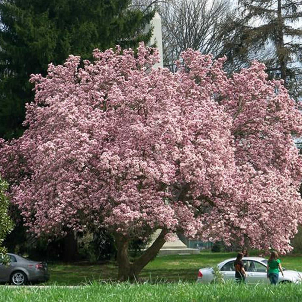 EU Magnolia Soulangeana