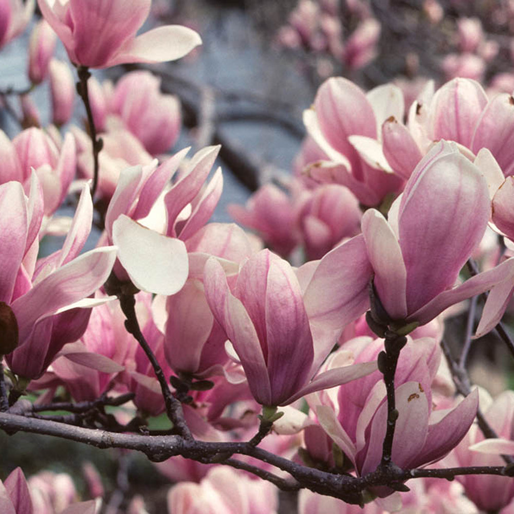 EU Magnolia Soulangeana