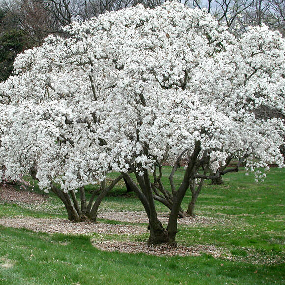Magnolia Stellata