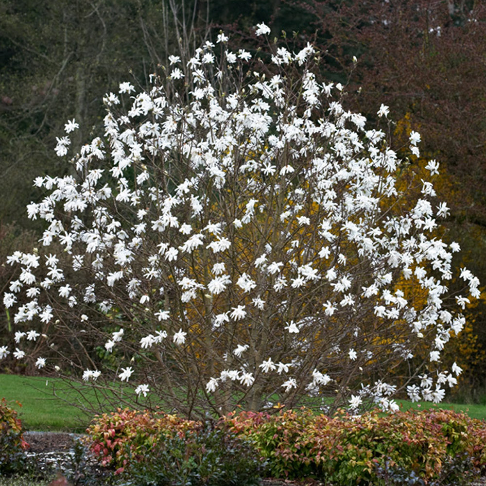 Magnolia Stellata