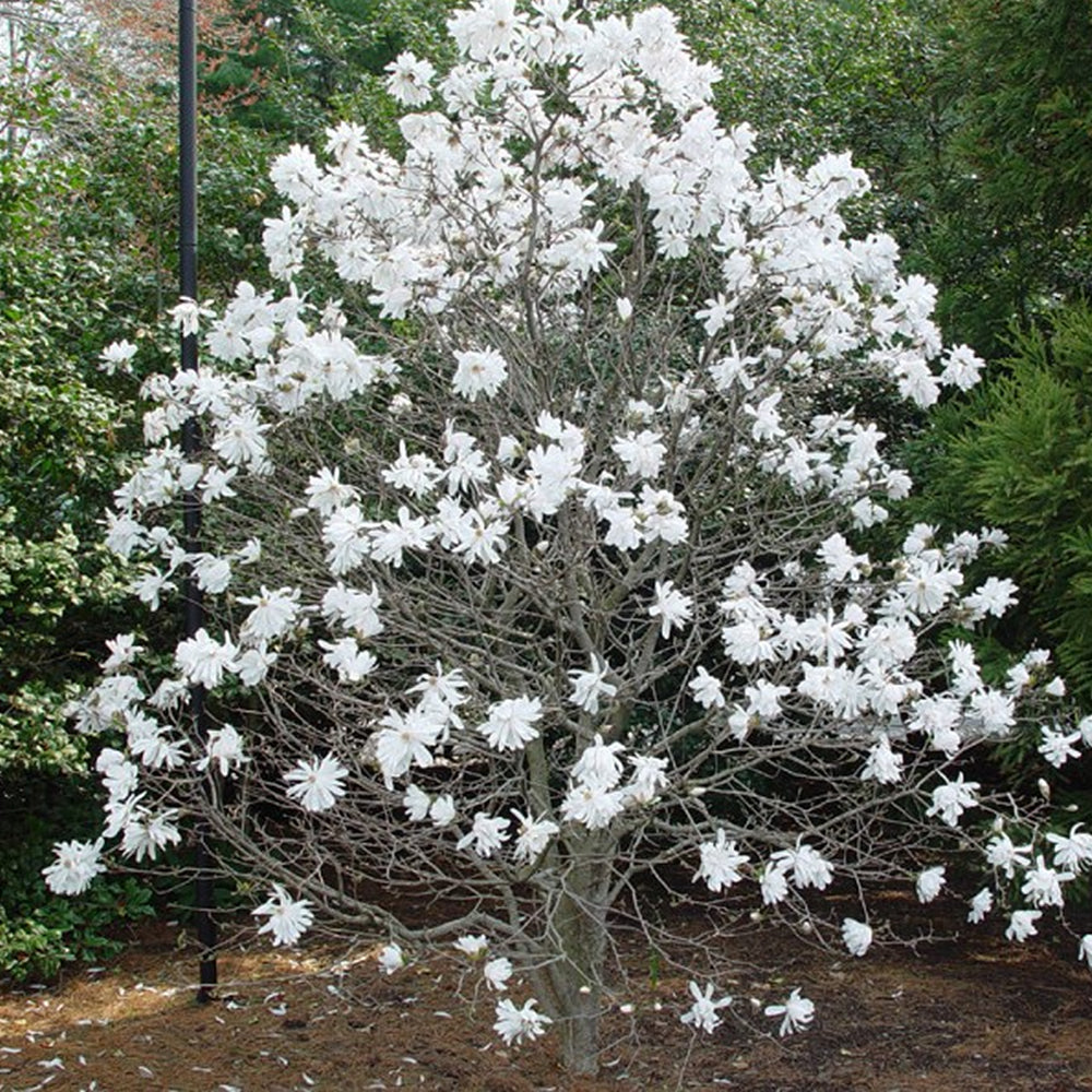 Magnolia Stellata