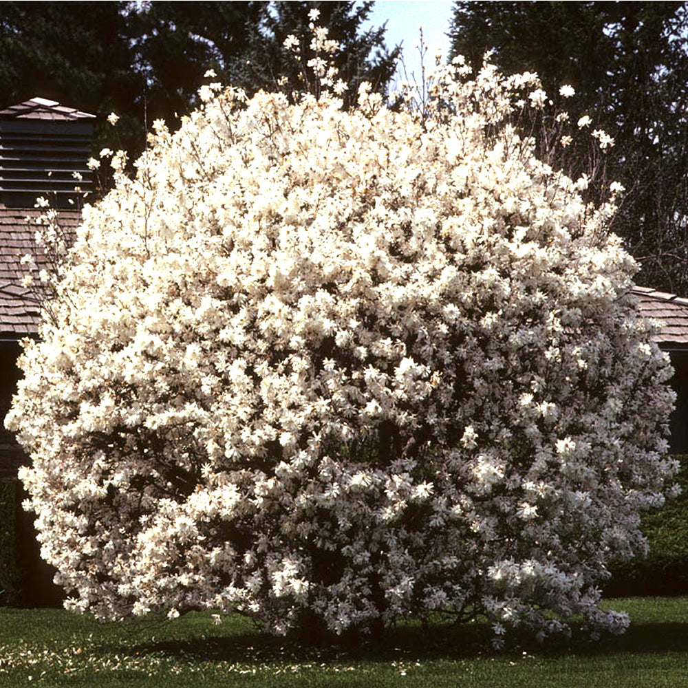 Magnolia Stellata