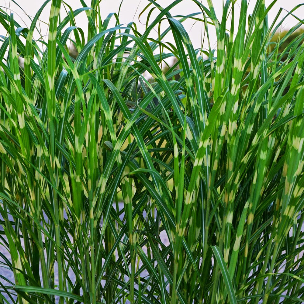 Miscanthus Strictus