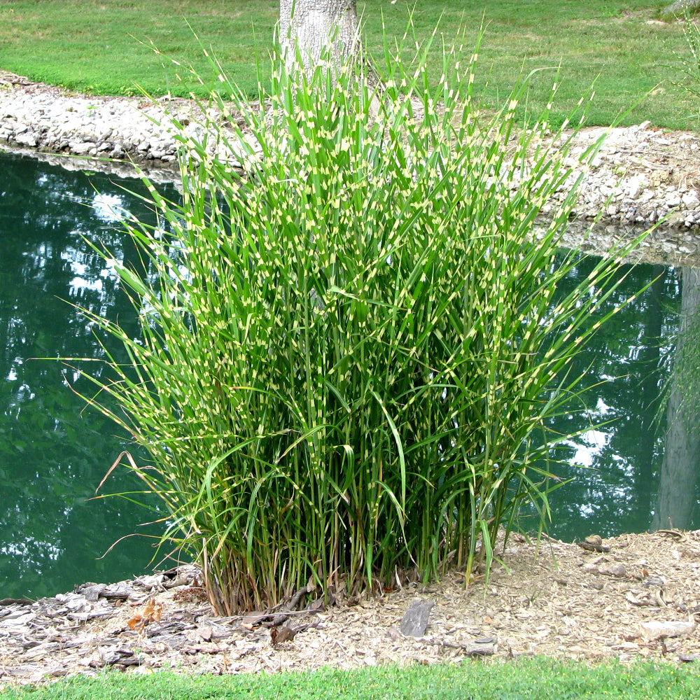 Miscanthus Strictus