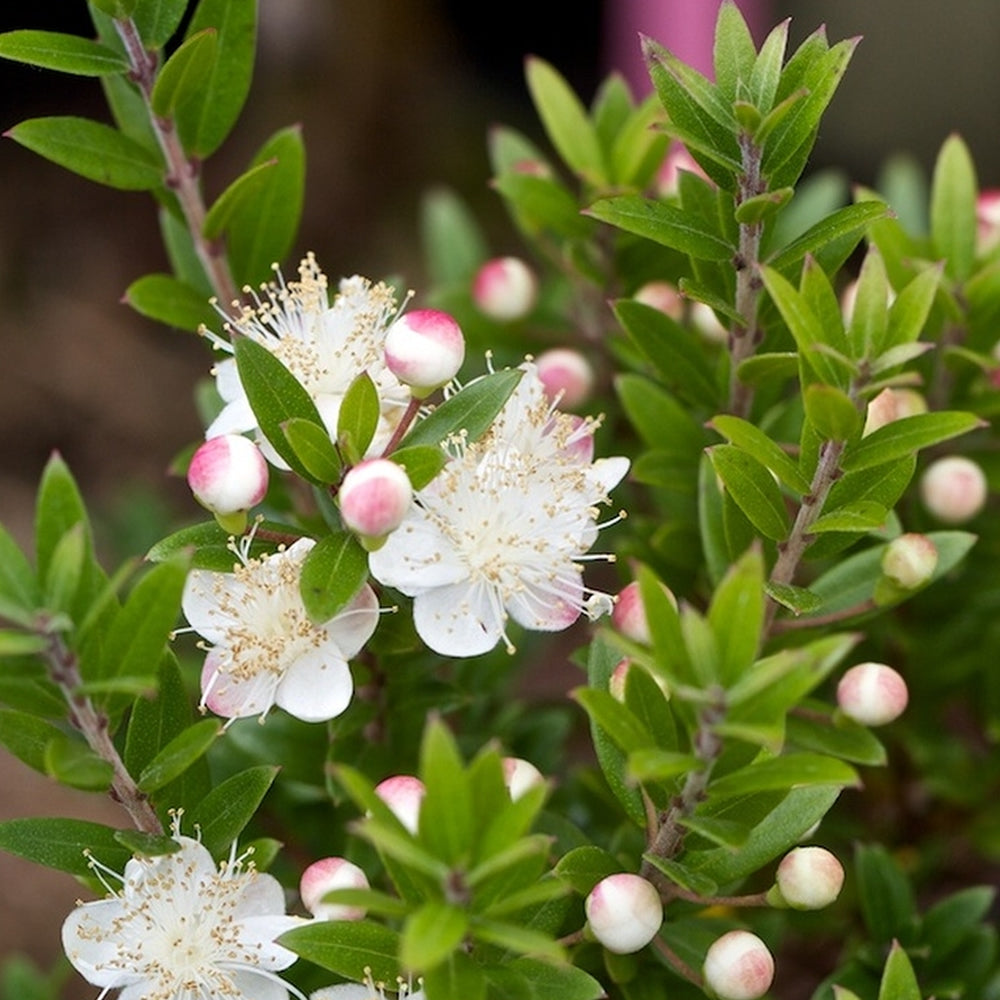 Myrtus Tarentina (9cm)
