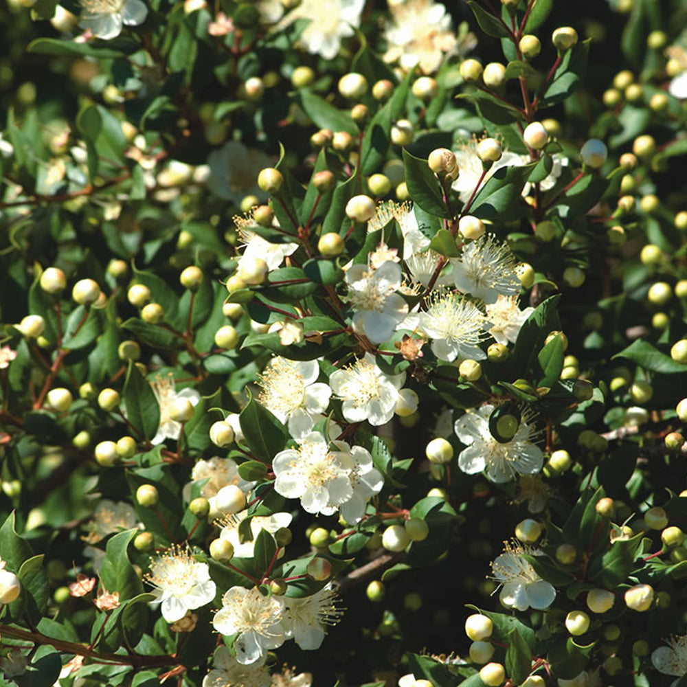 Myrtus Tarentina (9cm)