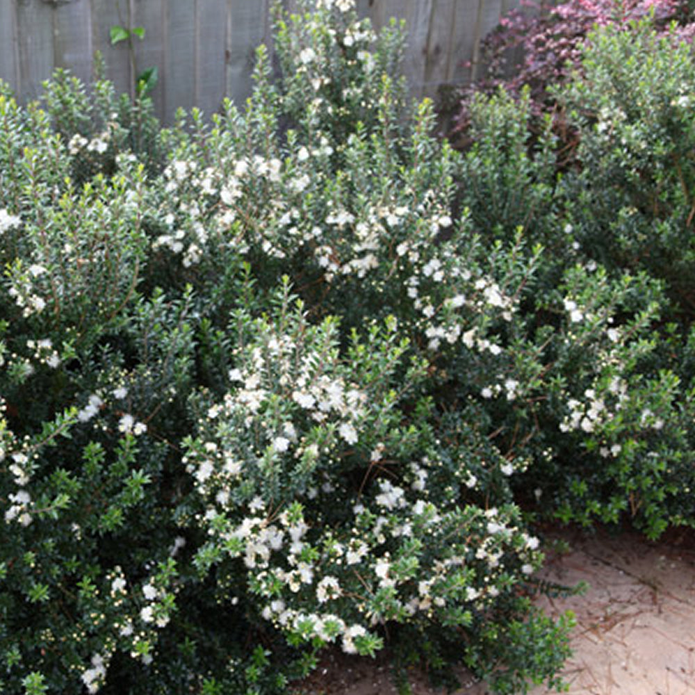 Myrtus Tarentina (9cm)