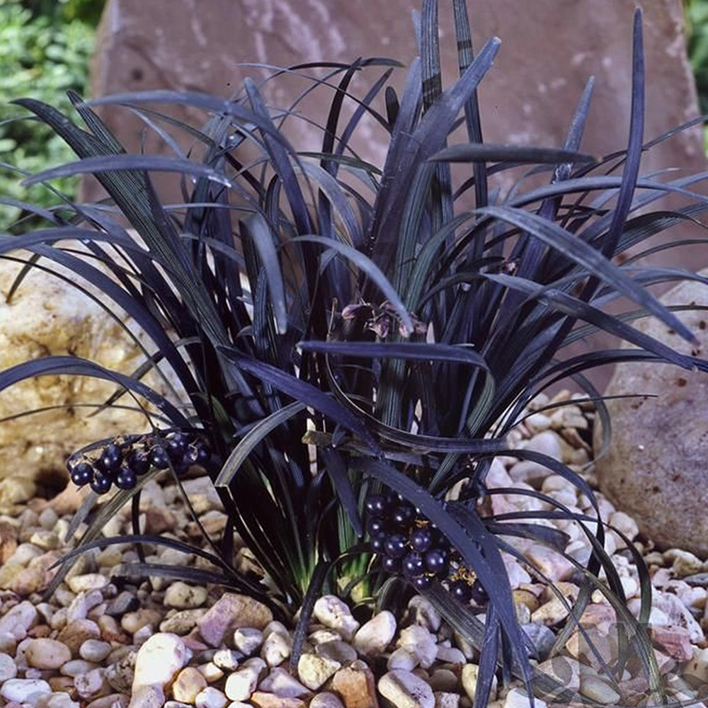 Ophiopogon Nigrescens (9cm)
