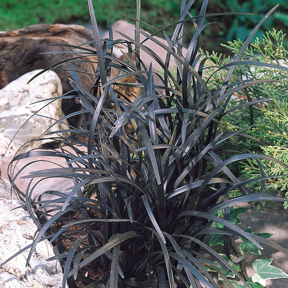 Ophiopogon Nigrescens (9cm)
