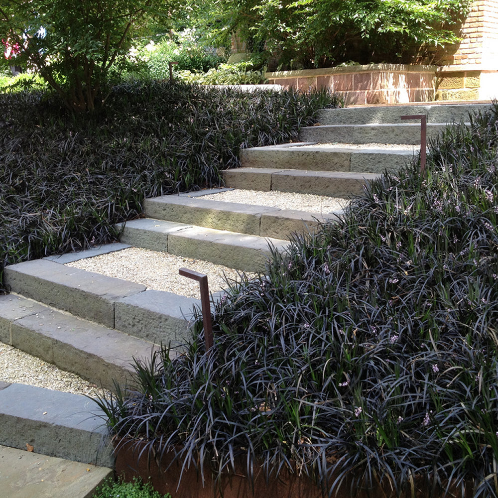 Ophiopogon Nigrescens (9cm)