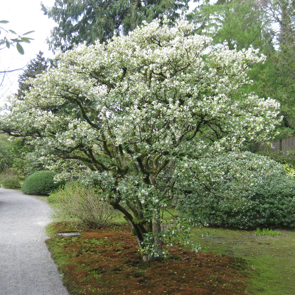 Osmanthus Burkwoodii (9cm)
