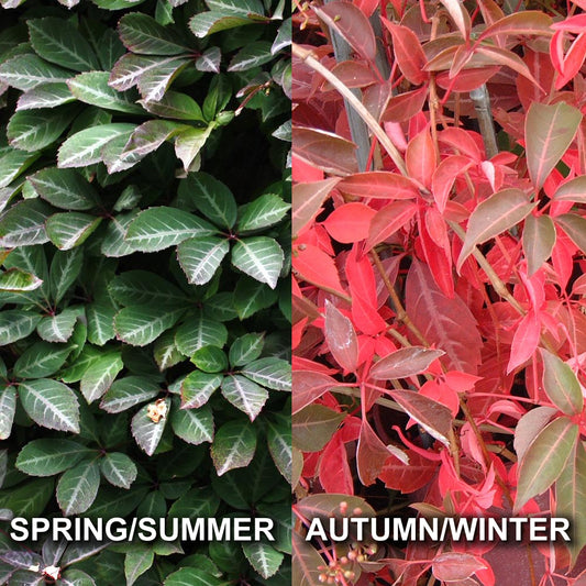 Parthenocissus Henryana (9cm)