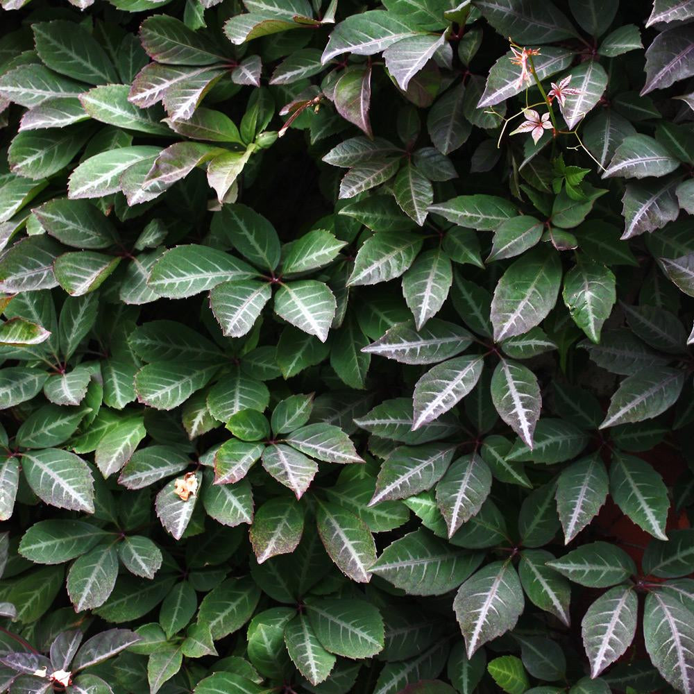 Parthenocissus Henryana (9cm)