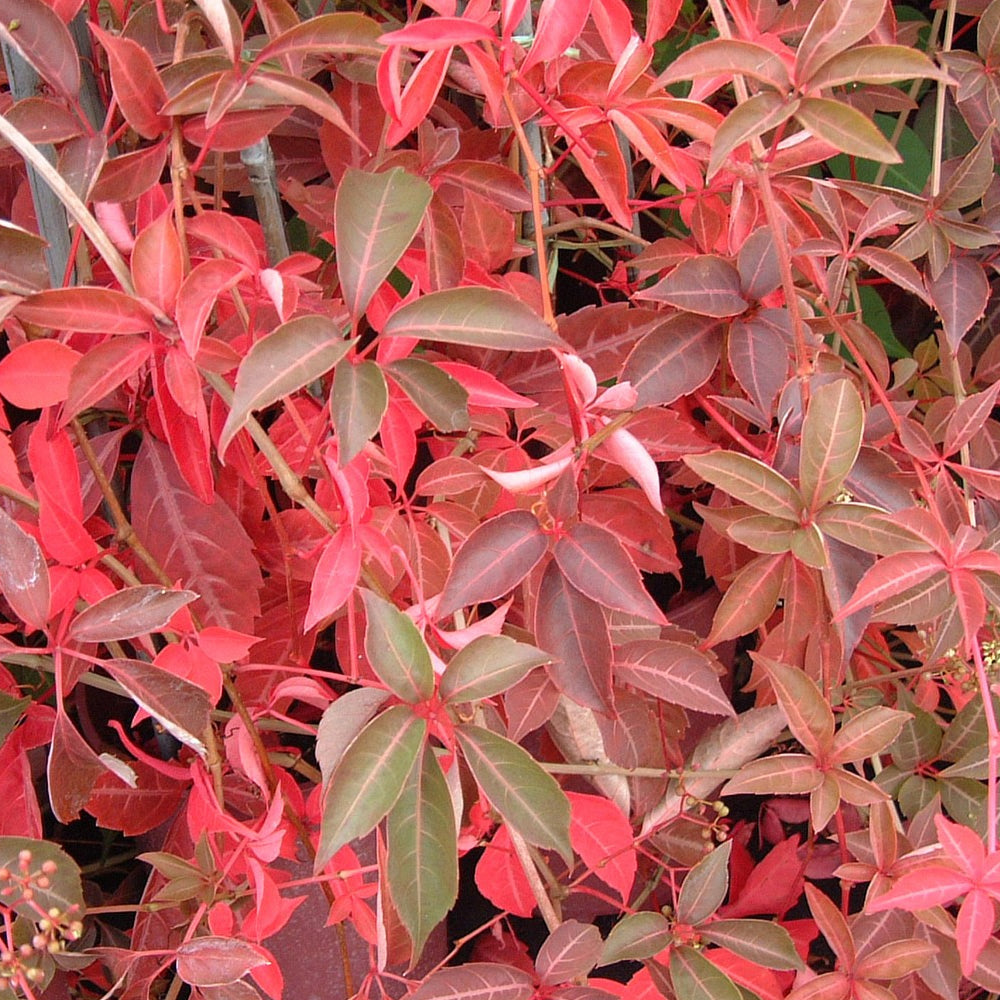 Parthenocissus Henryana (9cm)