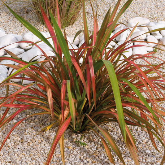 Phormium Jester (9cm)