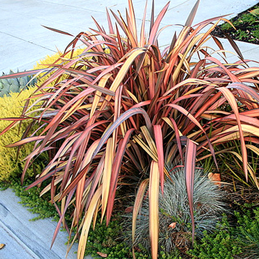 Phormium Jester (9cm)