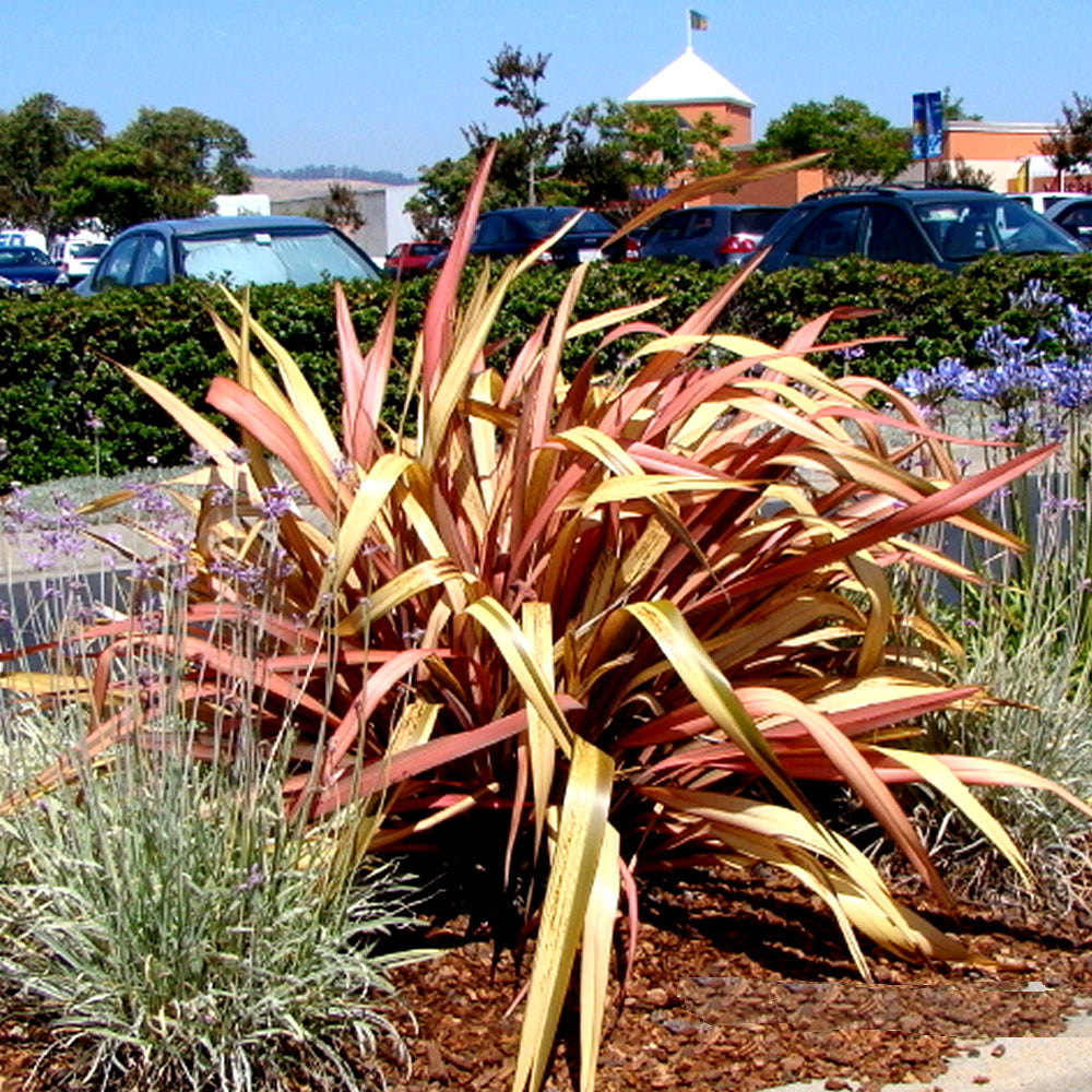 Phormium Jester (9cm)