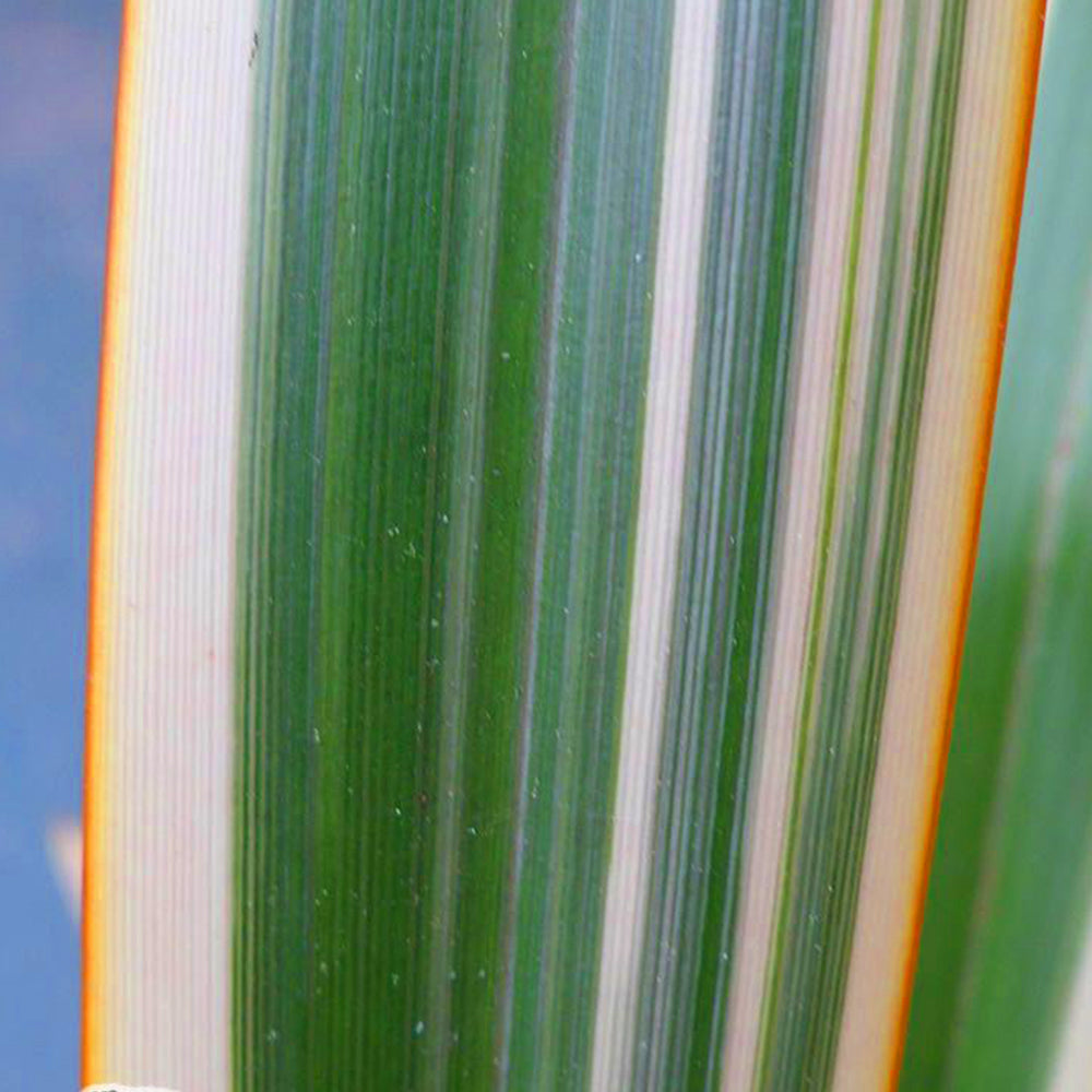 Phormium Golden Ray (9cm)