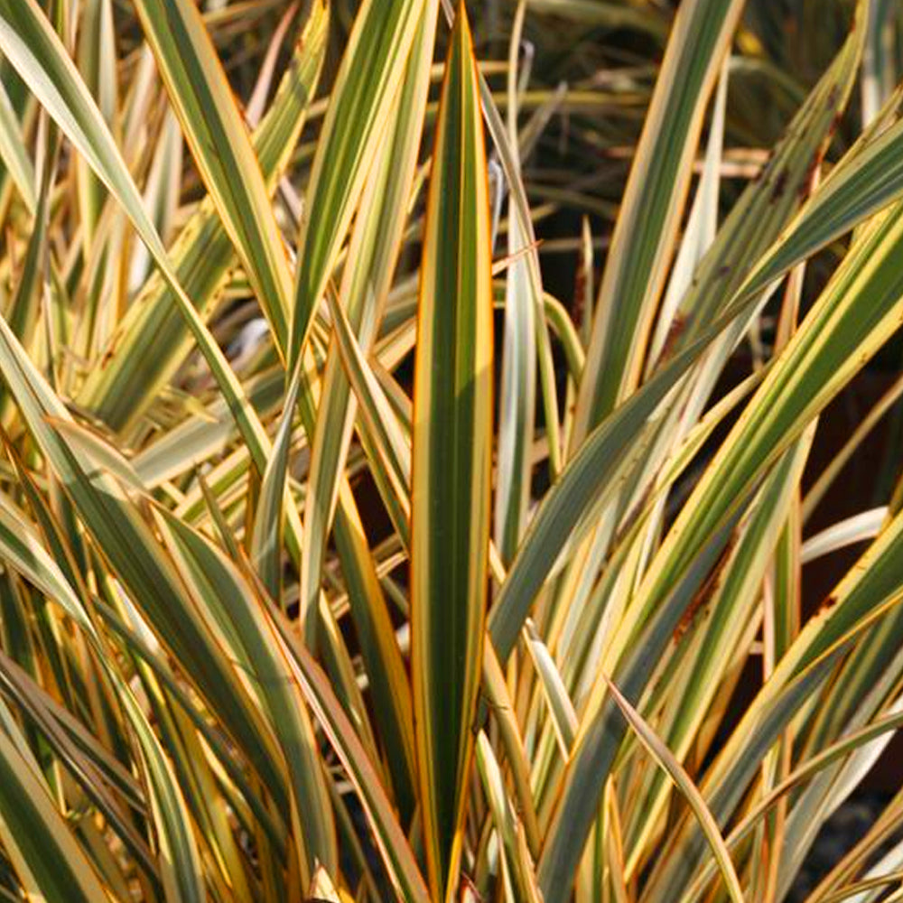 Phormium Golden Ray (9cm)