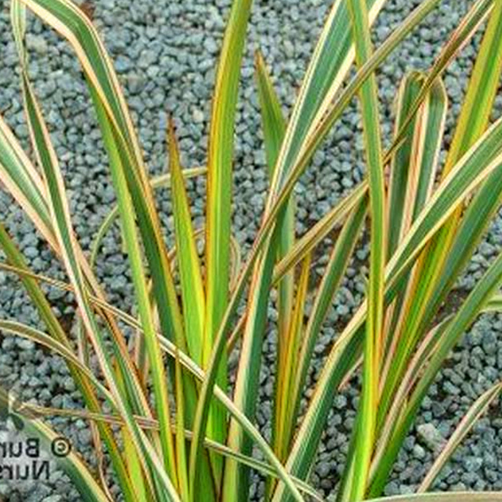 Phormium Golden Ray (9cm)