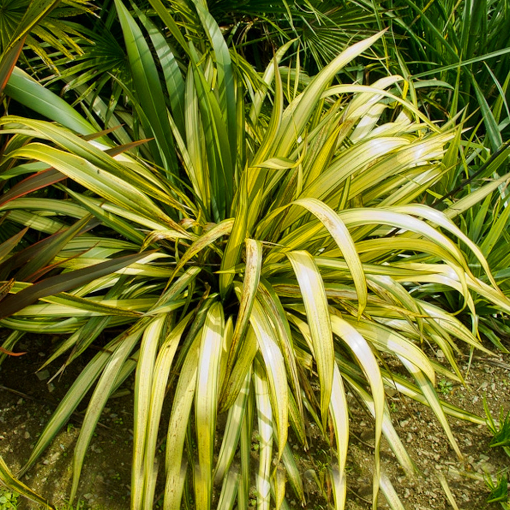 Phormium Yellow Wave (9cm)