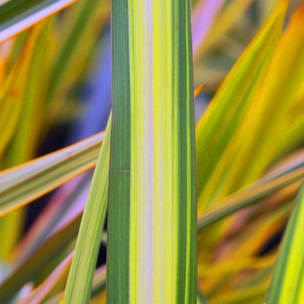 Phormium Yellow Wave (9cm)