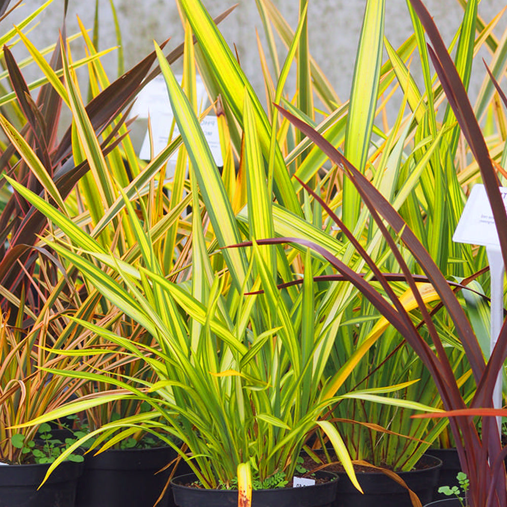 Phormium Yellow Wave (9cm)