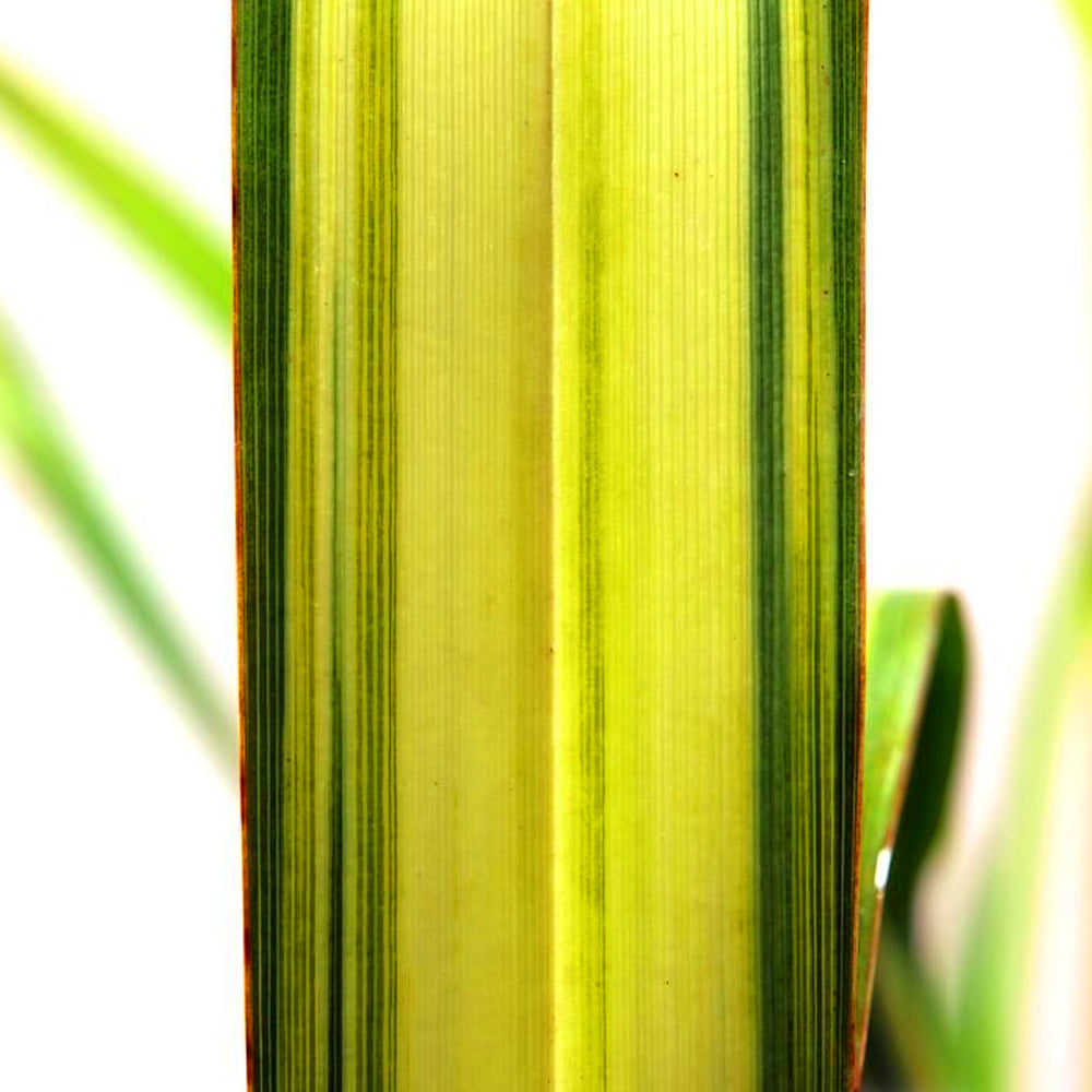 Phormium Yellow Wave (9cm)