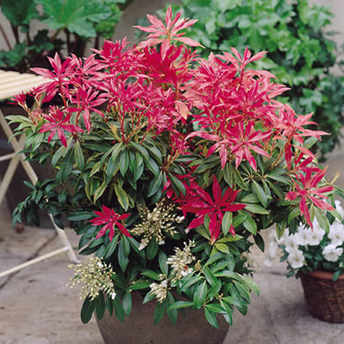 Pieris Forest Flame (1L)