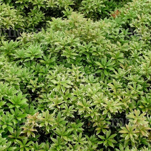 Pieris Little Heath (9cm)