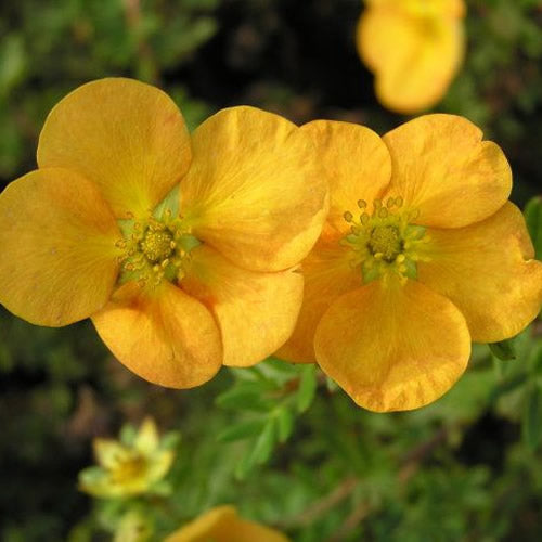Potentilla Tangerine (9cm)
