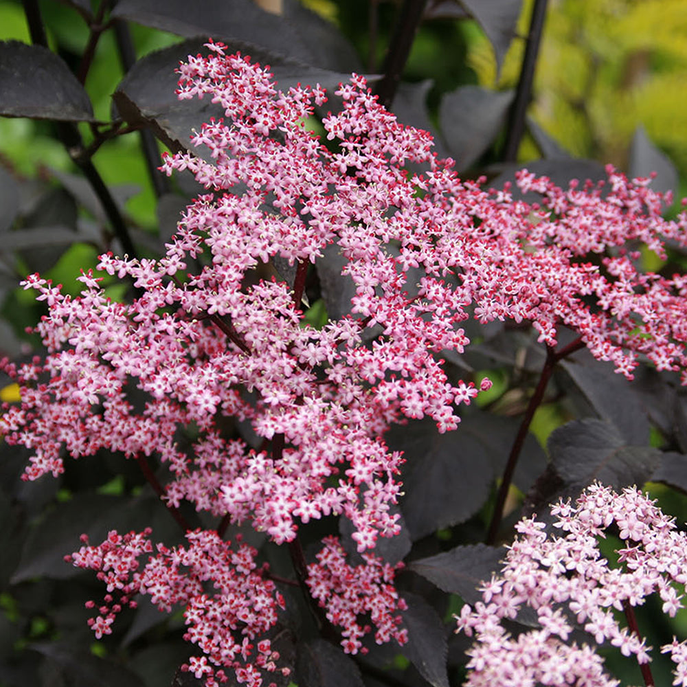 Sambucus Black Beauty