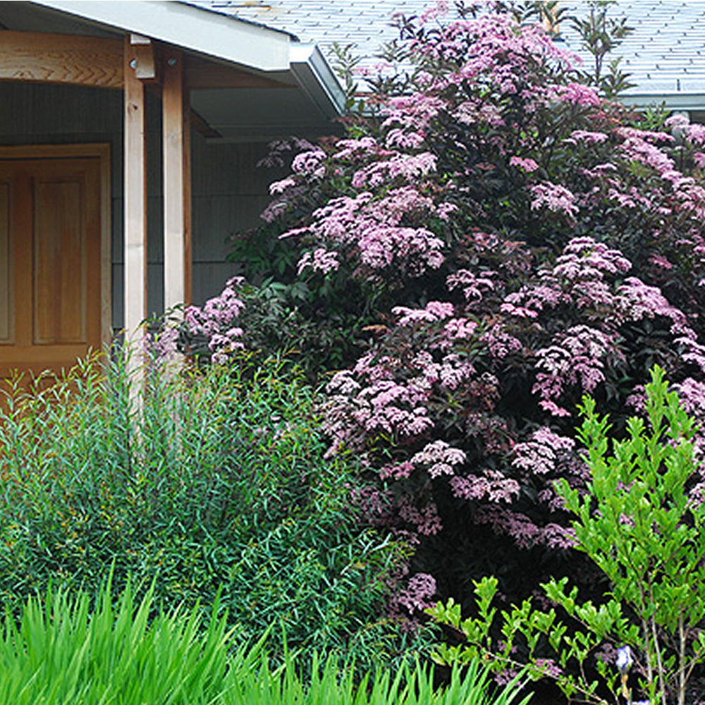Sambucus Black Beauty