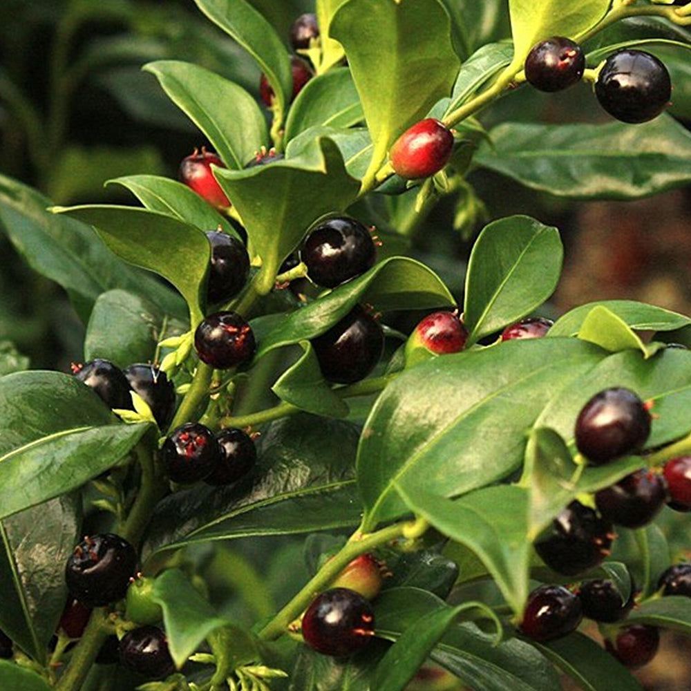 Sarcococca Confusa