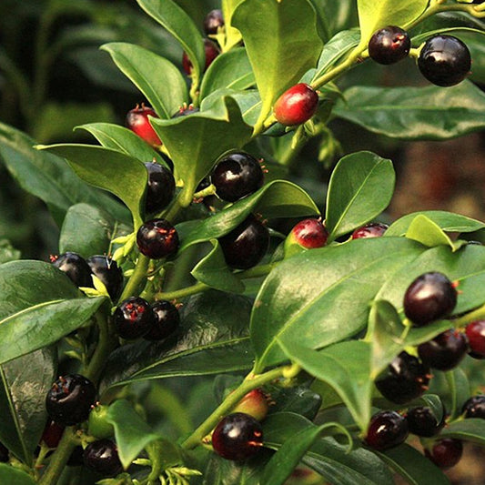 Sarcococca Confusa