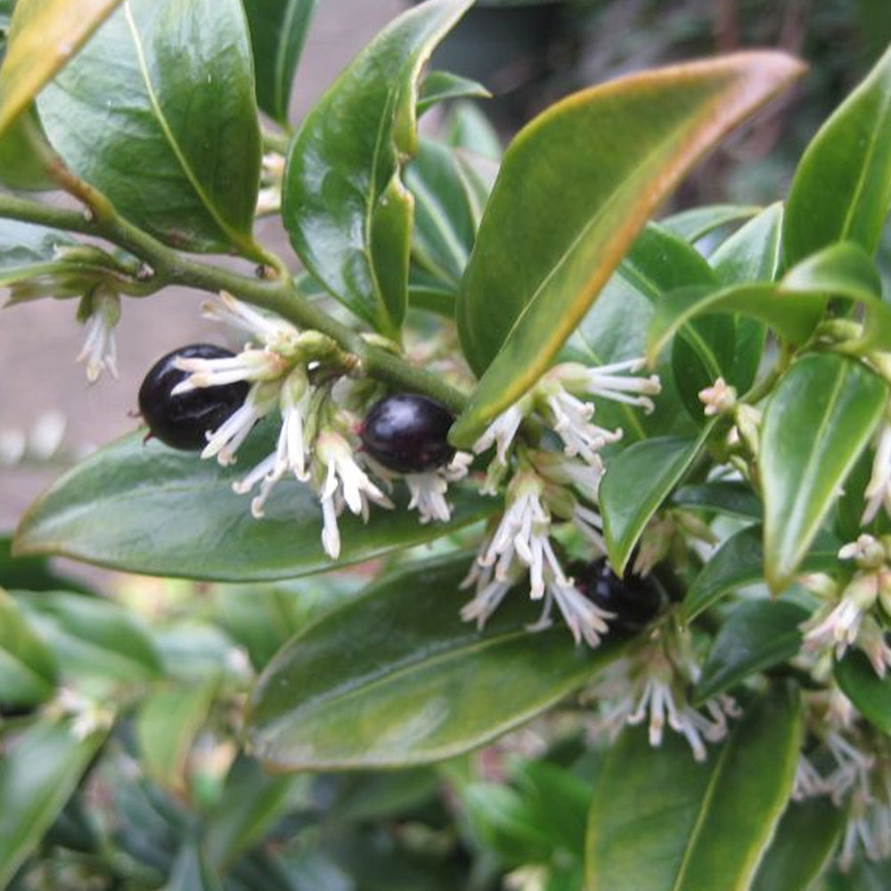 Sarcococca Confusa