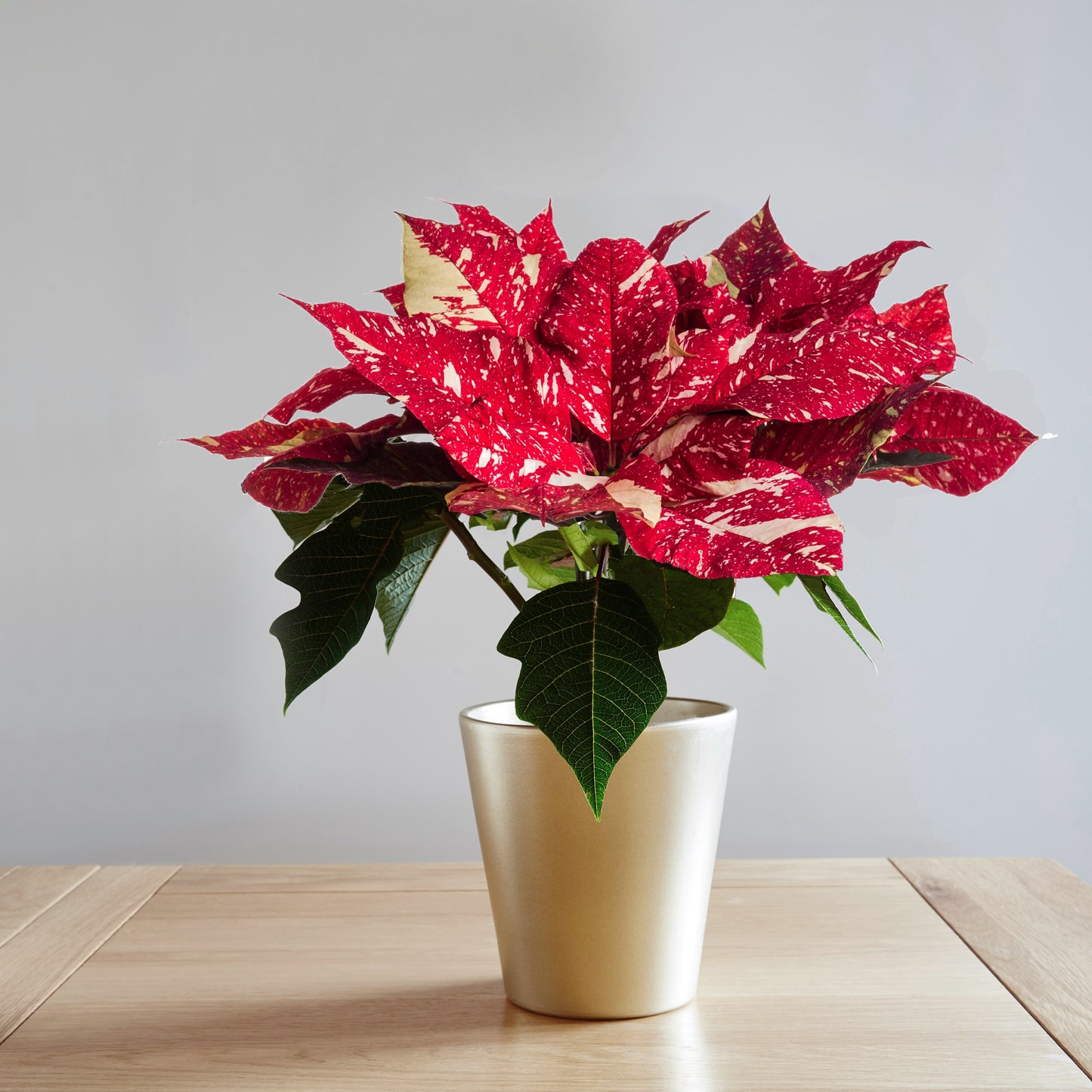 Poinsettia Varieties (15cm)