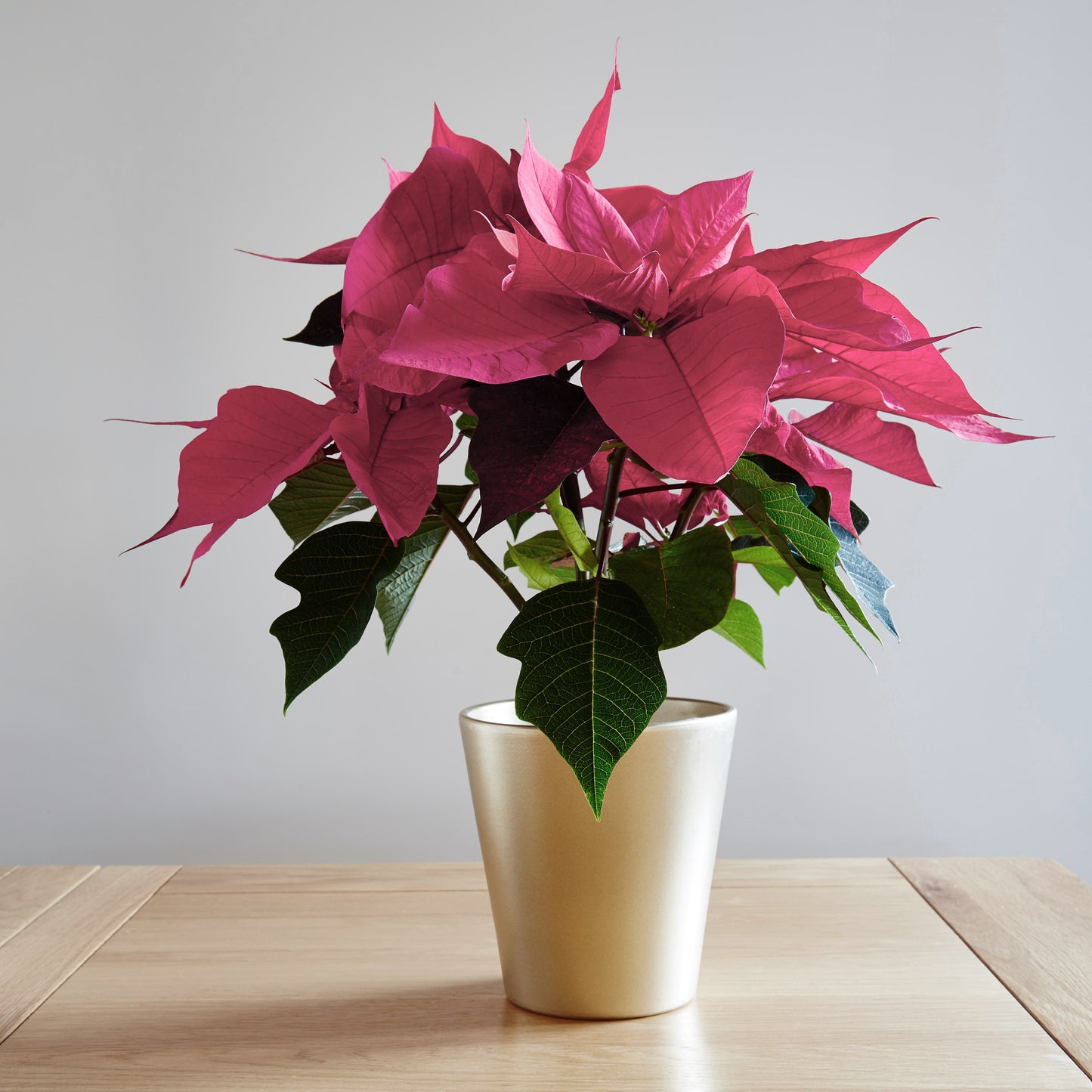 Poinsettia Varieties (15cm)