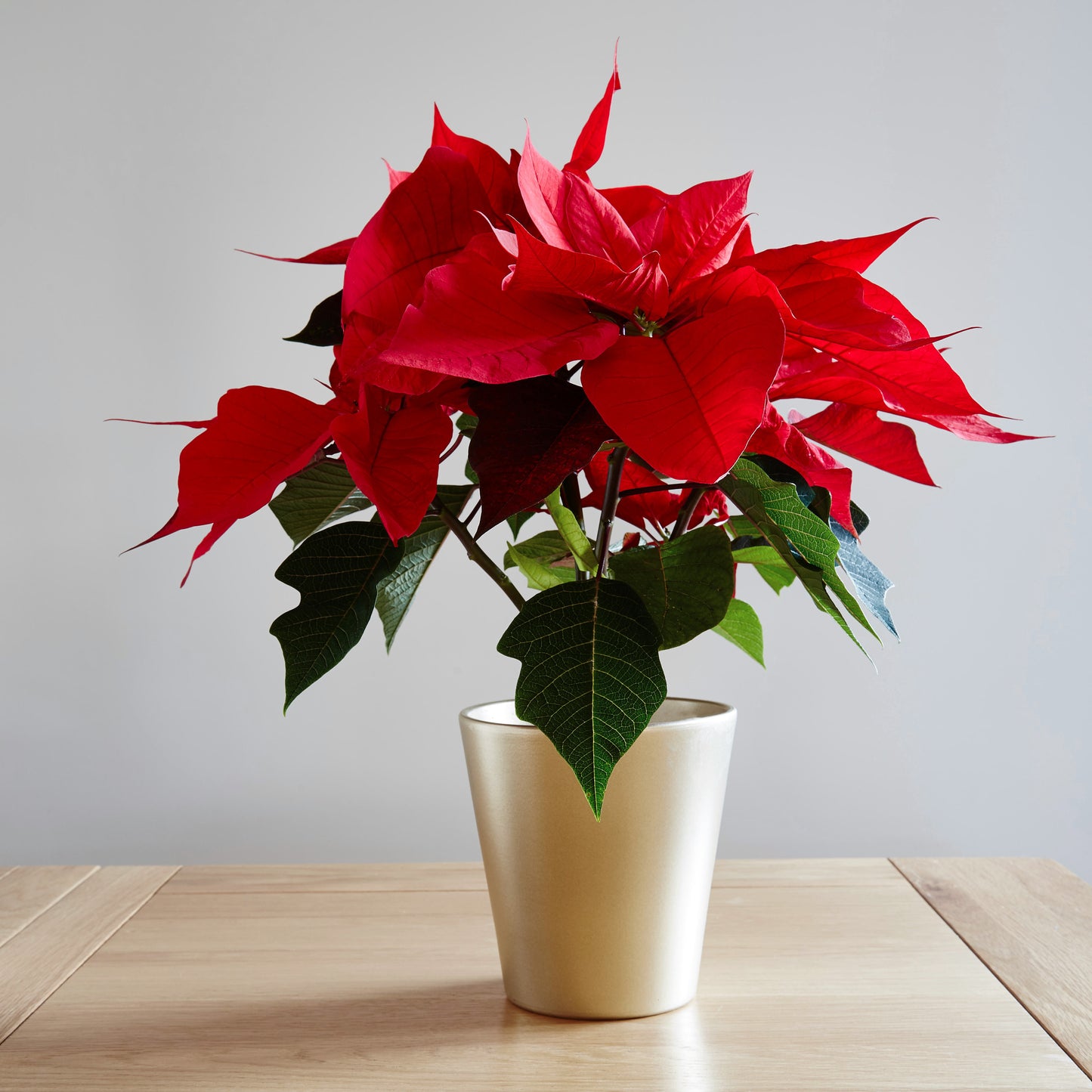 Poinsettia Varieties (15cm)