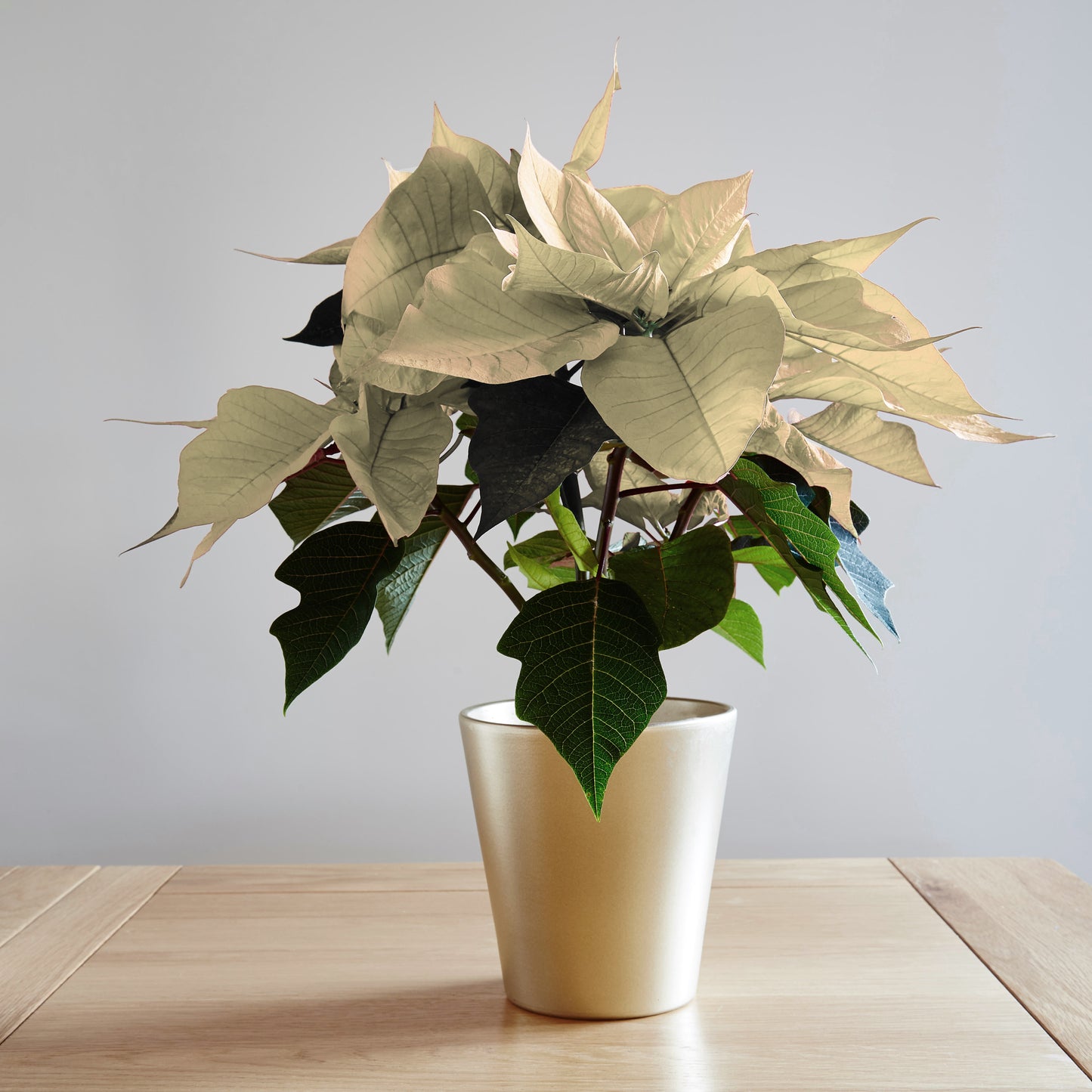 Poinsettia Varieties (15cm)