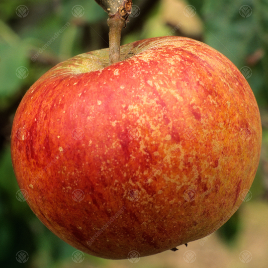 Apple Cox's Orange Pippin (12L, 4-5ft)