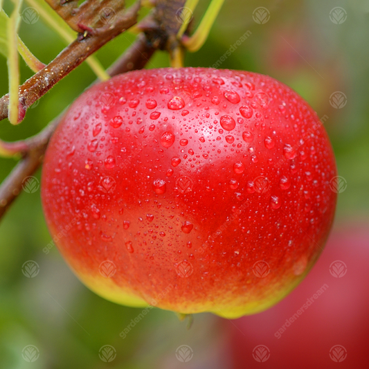 Apple Red Devil (12L, 4-5ft)