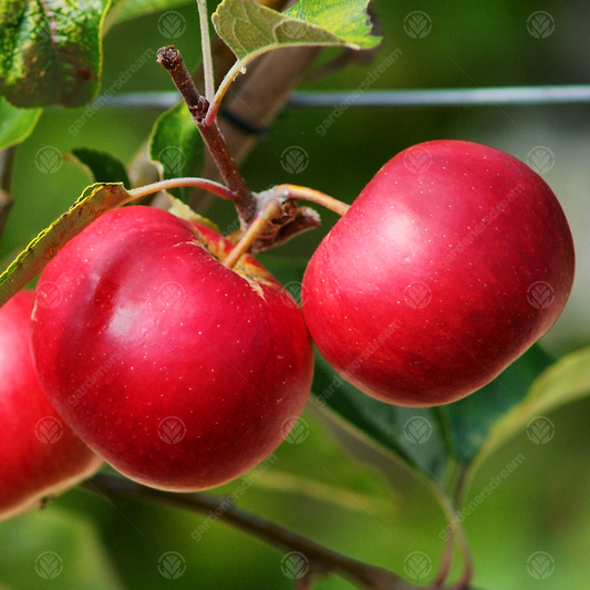 Apple Scrumptious (12L, 4-5ft)