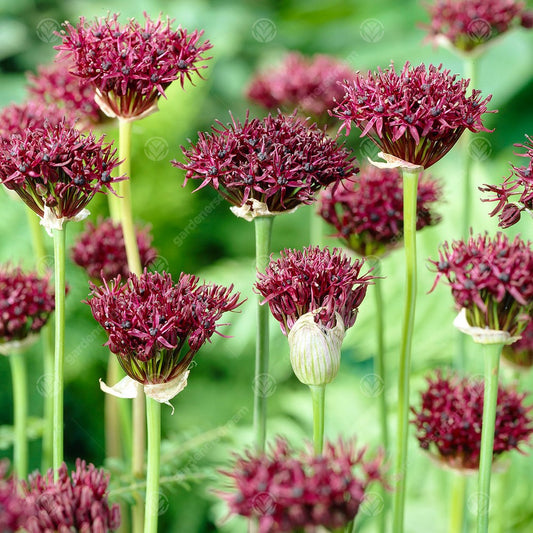 Allium Atropurpureum -MASTER-